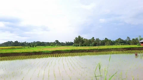Views of rice fields are widely displayed. Stock Footage 239533448