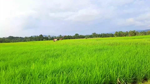 Views of rice fields are widely displayed. Stock Footage 239533486