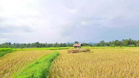 Views of rice fields are widely displayed. Stock Footage 239533504