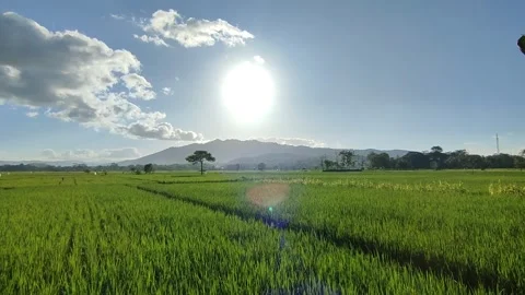 Views of rice fields, clouds and mountains when the sun is about to set Stock Footage 249726082