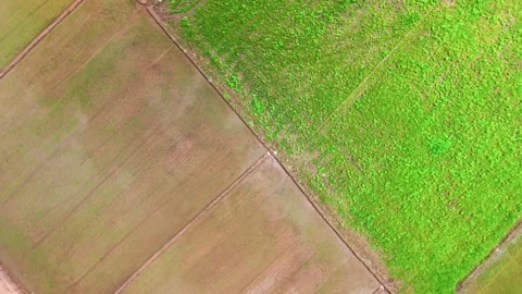 Views of rice fields in Nam Thanh, Lam Dong, Vietnam. The bright green crops Stock Footage 343700949
