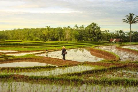 Views of rice fields with newly planted yellow rice and farmers with children Stock Photos