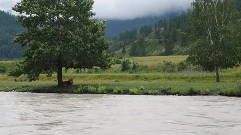 Views of the river Chuya. Altai. Stock Footage 95036559