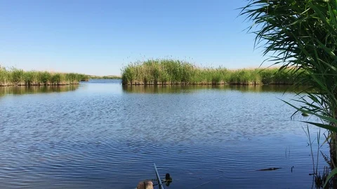 Views of the river reeds Stock Footage 94759723