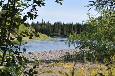 Views of river through the bushes. Stock Photos