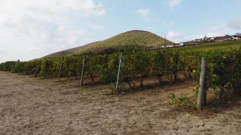 Views of the rows of grape terroirs of the privately owned winery. Видео 268746216