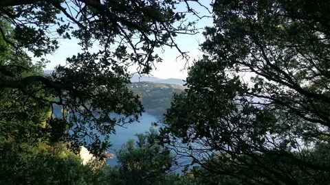 Views of the sea from inside the forest Video stock 130855579