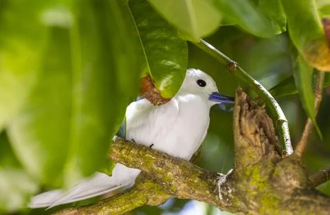 Views from the Seychelles Stock Photos