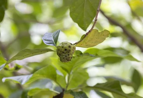 Views from the Seychelles Stock Photos