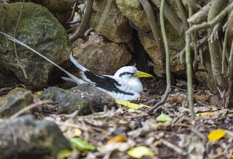 Views from the Seychelles Stock Photos