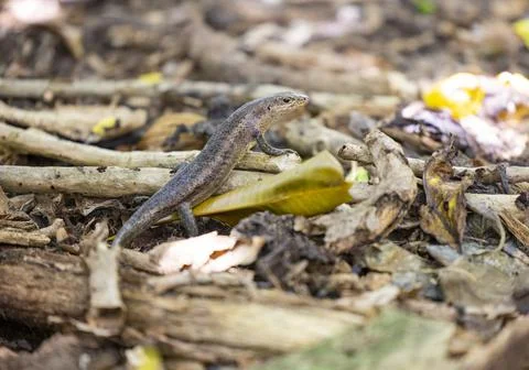 Views from the Seychelles Stock Photos