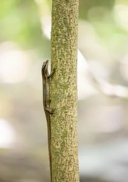 Views from the Seychelles Stock Photos