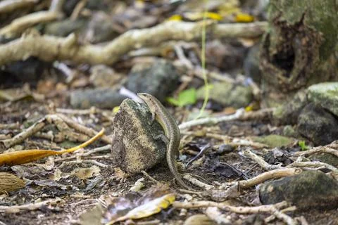 Views from the Seychelles 스톡 사진