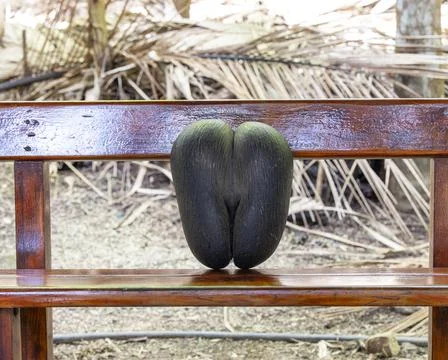 Views from the Seychelles Fotos Stock