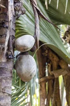 Views from the Seychelles Stock Photos
