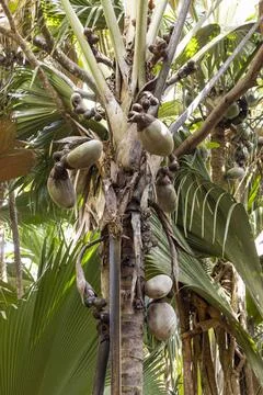 Views from the Seychelles Fotos Stock