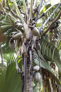 Views from the Seychelles Foto stock