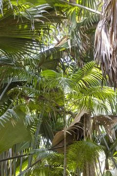 Views from the Seychelles Fotos Stock