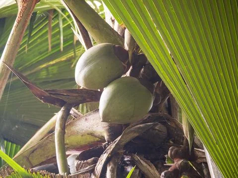 Views from the Seychelles Stock Photos