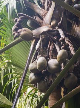 Views from the Seychelles Stock Photos