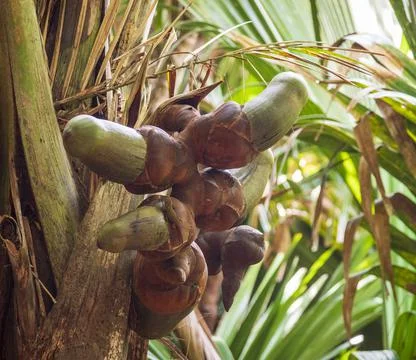 Views from the Seychelles Stock Photos