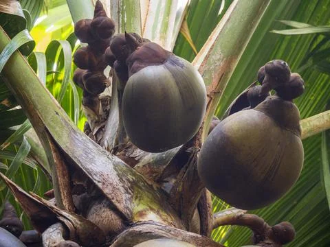 Views from the Seychelles Fotos Stock