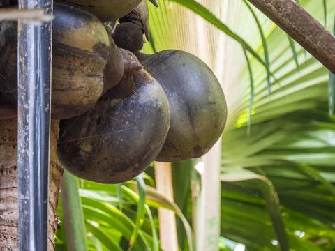 Views from the Seychelles Stock Photos