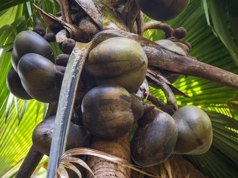 Views from the Seychelles Stock Photos
