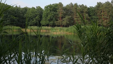 Views from the side of a lake Video stock 91231552