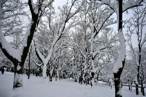 Views of snow-covered tree Stock Photos