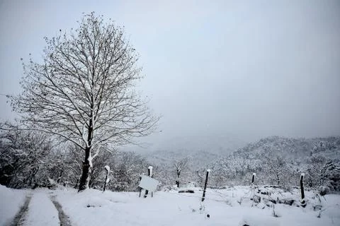 Views of snow-covered tree Stock Photos