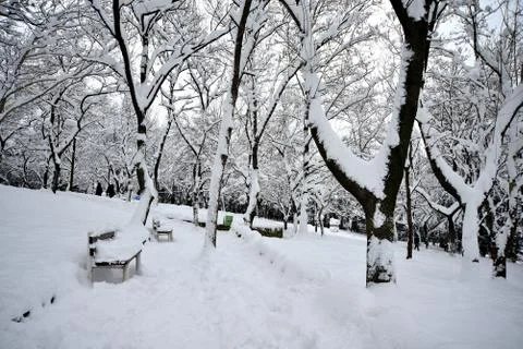 Views of snow-covered tree Foto stock
