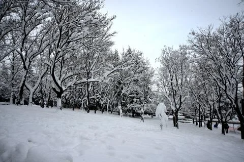 Views of snow-covered tree Stock Photos
