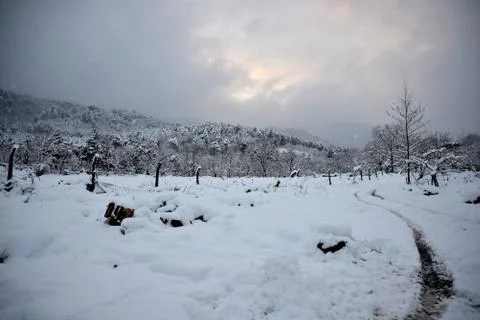 Views of snow-large forest Stock Photos