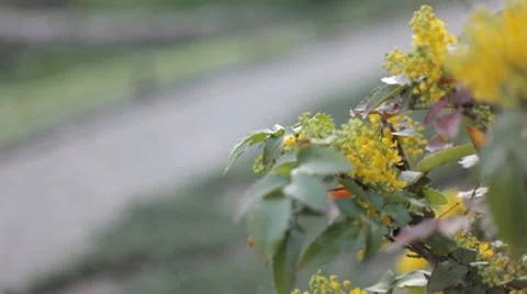 Views of spring nature Stock Footage 35998218