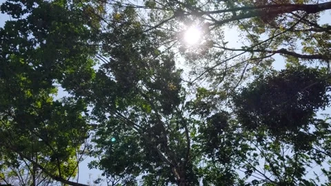 Views of sway in wind trees in the forest Stock Footage 321440358