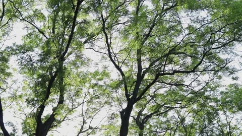 Views of tall trees from below in spring Stockbeeldmateriaal 76748788