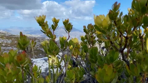 Views from the top of Table Mountain on a summery hike Stock Footage 168832584
