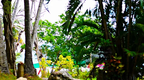 Views of tropical greenery Video stock 38282355