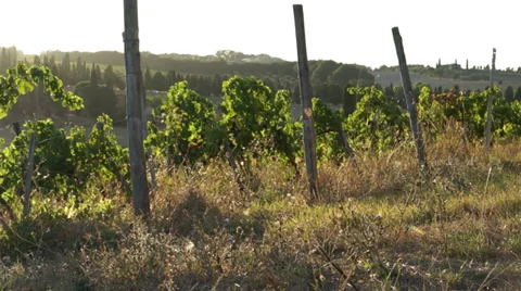 Views of a Tuscan Vineyard (10 of 11) Stock Footage 32136971