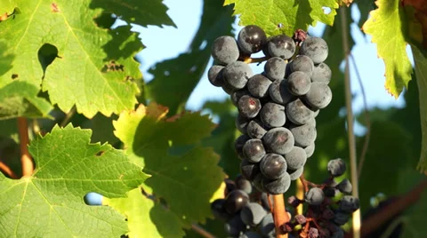 Views of a Tuscan Vineyard (6 of 11) Stock Footage 32136778