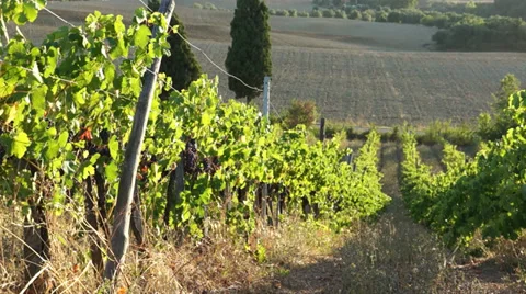 Views of a Tuscan Vineyard (9 of 11) Stock Footage 32136886