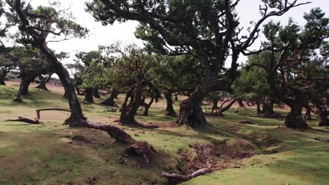 Views of Twisted Oak Trees Surrounded by Lush, Vibrant Landscape of Fanal forest Stock Footage 320789545