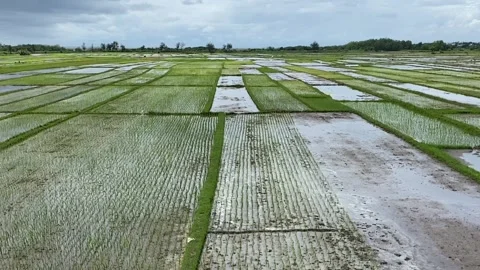 Views of vast expanses of rice fields flooded with water Stock Footage 295012078