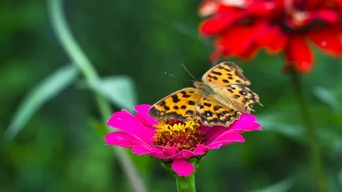 Views of wild flowers Stock Footage 233243845
