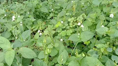 Views of wild flowers Stock Footage 237140896