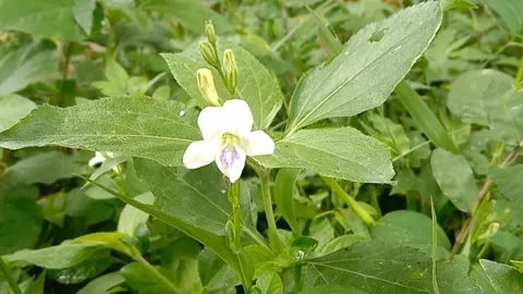 Views of wild flowers Stock Footage 237494205