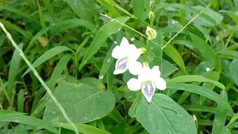 Views of wild flowers Stock Footage 237494402
