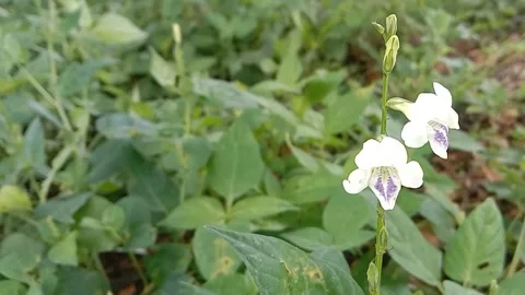 Views of wild flowers Stock Footage 237494501