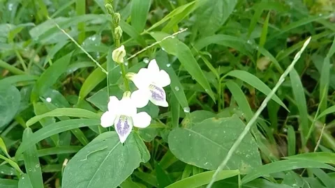 Views of wild flowers Stock Footage 237494512